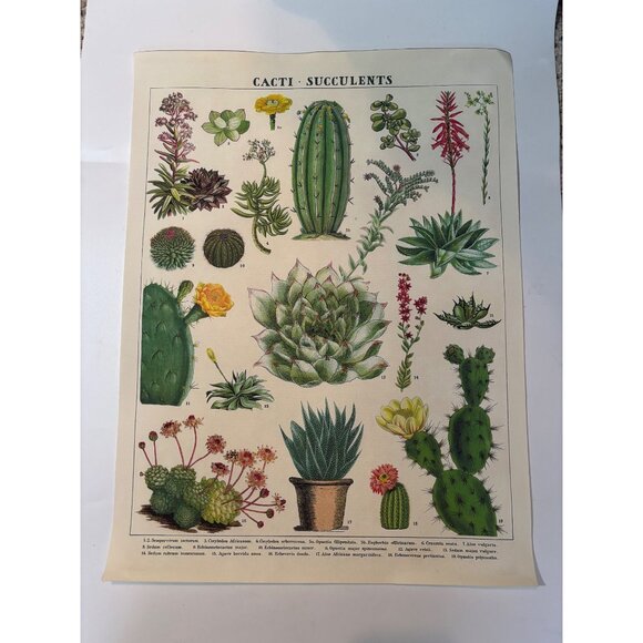 Vintage Cacti & Succulents Botanical Print Wall Art - 21"x16" - Retro Illustrati - Picture 7 of 7